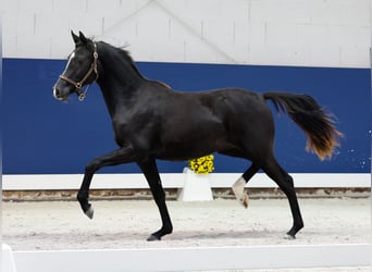 German Riding Pony, Mare, 1 year, Black