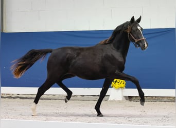 German Riding Pony, Mare, 1 year, Black
