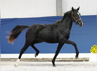 German Riding Pony, Mare, 1 year, Black