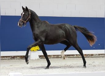 German Riding Pony, Mare, 1 year, Black