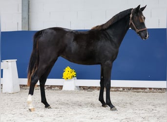 German Riding Pony, Mare, 1 year, Black