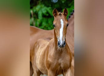 German Riding Pony, Mare, 1 year, Brown