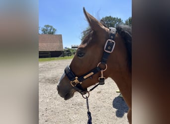 German Riding Pony, Mare, 1 year, Brown