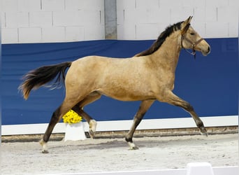 German Riding Pony, Mare, 1 year, Brown