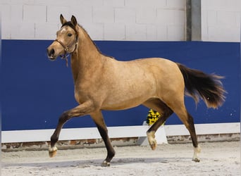 German Riding Pony, Mare, 1 year, Brown
