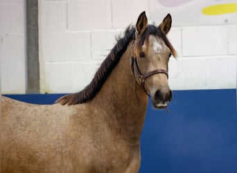 German Riding Pony, Mare, 1 year, Brown