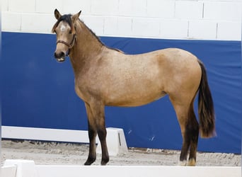 German Riding Pony, Mare, 1 year, Brown