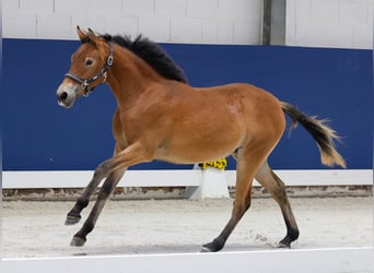 German Riding Pony, Mare, 1 year, Brown