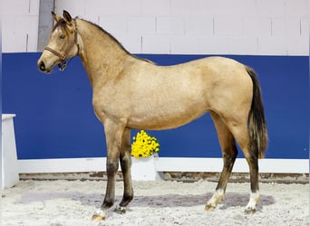 German Riding Pony, Mare, 1 year, Brown