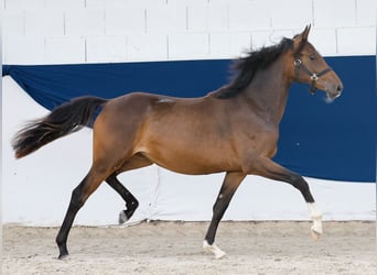 German Riding Pony, Mare, 1 year, Brown