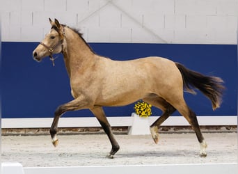 German Riding Pony, Mare, 1 year, Brown