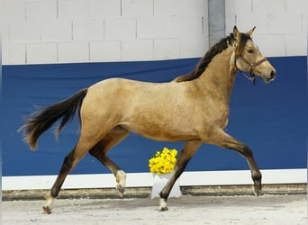 German Riding Pony, Mare, 1 year, Brown