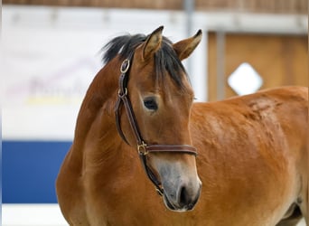 German Riding Pony, Mare, 1 year, Brown