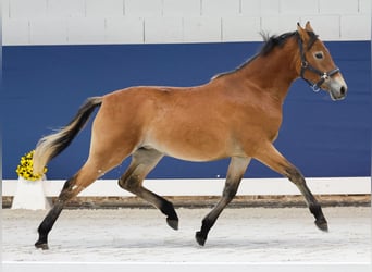 German Riding Pony, Mare, 1 year, Brown