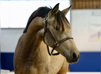 German Riding Pony, Mare, 1 year, Brown