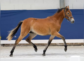 German Riding Pony, Mare, 1 year, Brown