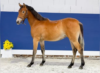German Riding Pony, Mare, 1 year, Brown