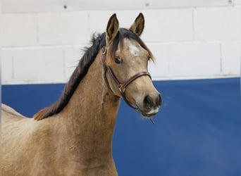 German Riding Pony, Mare, 1 year, Brown