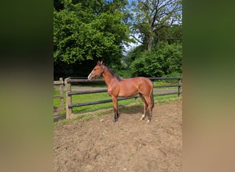 German Riding Pony, Mare, 1 year, Brown