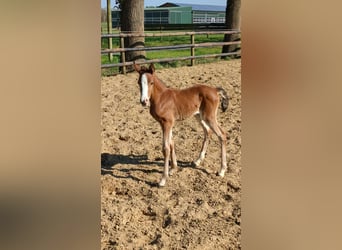 German Riding Pony, Mare, 1 year, Brown
