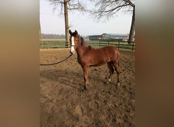 German Riding Pony, Mare, 1 year, Brown