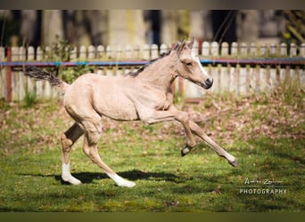 German Riding Pony, Mare, 1 year, Buckskin