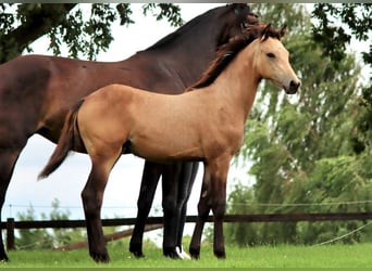German Riding Pony, Mare, 1 year, Buckskin