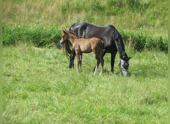 German Riding Pony, Mare, 1 year, Chestnut