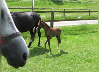 German Riding Pony, Mare, 1 year, Chestnut