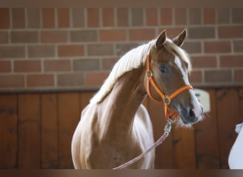 German Riding Pony, Mare, 1 year, Chestnut-Red