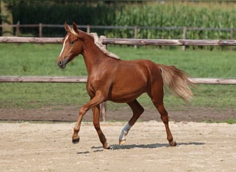 German Riding Pony, Mare, 1 year, Chestnut-Red