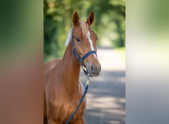 German Riding Pony, Mare, 1 year, Chestnut-Red