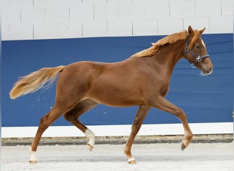 German Riding Pony, Mare, 1 year, Chestnut-Red