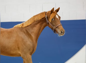 German Riding Pony, Mare, 1 year, Chestnut-Red
