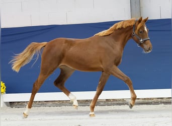 German Riding Pony, Mare, 1 year, Chestnut-Red