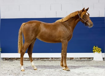 German Riding Pony, Mare, 1 year, Chestnut-Red