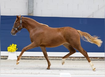 German Riding Pony, Mare, 1 year, Chestnut-Red
