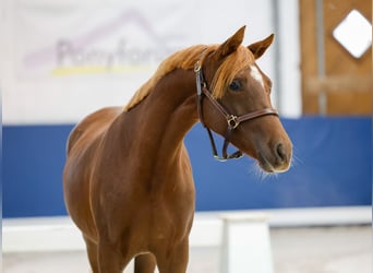 German Riding Pony, Mare, 1 year, Chestnut-Red