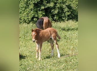 German Riding Pony, Mare, 1 year, Chestnut-Red
