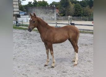 German Riding Pony, Mare, 1 year, Chestnut-Red
