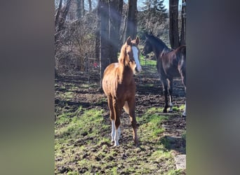 German Riding Pony, Mare, 1 year, Chestnut-Red