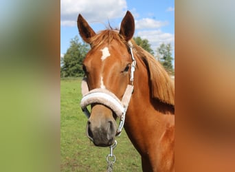 German Riding Pony, Mare, 1 year, Chestnut-Red