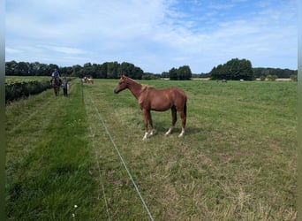 German Riding Pony, Mare, 1 year, Chestnut-Red