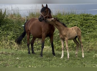 German Riding Pony, Mare, 1 year