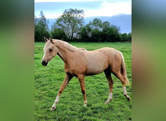 German Riding Pony, Mare, 1 year, Palomino
