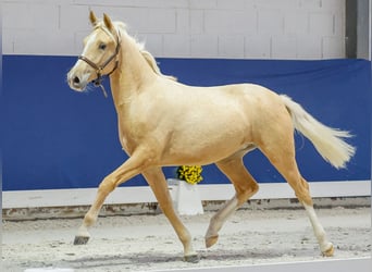 German Riding Pony, Mare, 1 year, Palomino