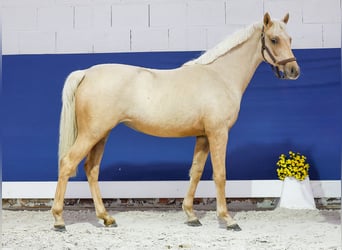 German Riding Pony, Mare, 1 year, Palomino