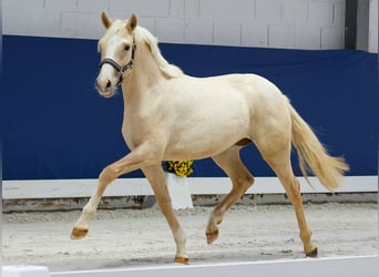 German Riding Pony, Mare, 1 year, Palomino