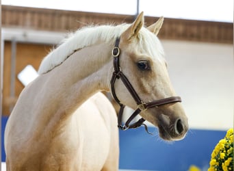 German Riding Pony, Mare, 1 year, Palomino