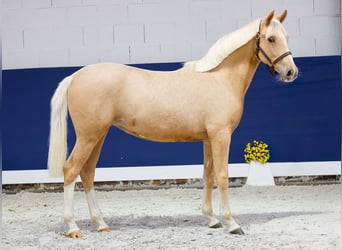 German Riding Pony, Mare, 1 year, Palomino